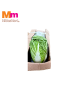 KOBIS PANJANG CINA / CHINESE CABBAGE (10KG+/-)
