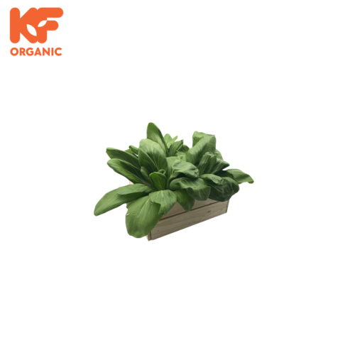 KF ORGANIC SAWI JEPUN (1KG)