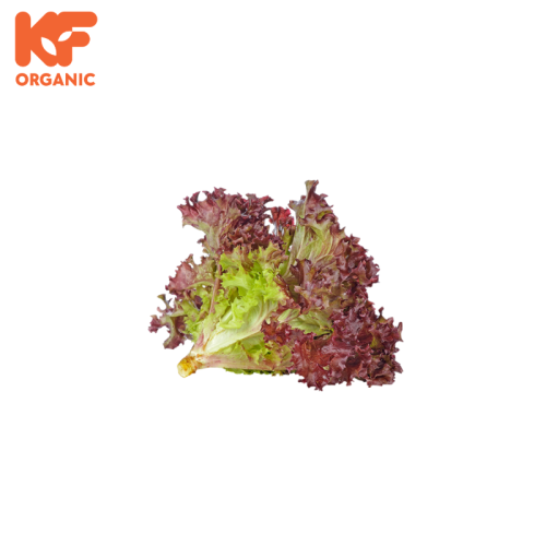 KF ORGANIC LETTUCE RED (300G)