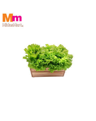 ORGANIC LOCAL LETTUCE (1KG)