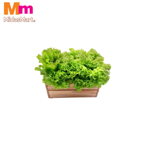 ORGANIC LOCAL LETTUCE (1KG)