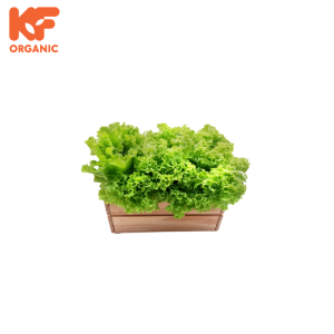 KF ORGANIC LOCAL LETTUCE (1KG)
