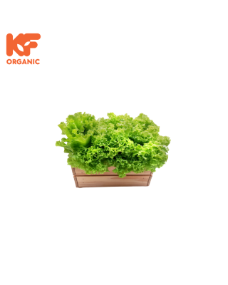 KF ORGANIC LOCAL LETTUCE (1KG)