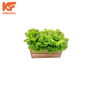 KF ORGANIC LETTUCE GREEN (300G)