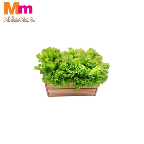 ORGANIC LETTUCE GREEN (300G)