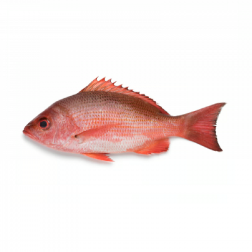 IKAN MERAH FRESH 1X1 EKOR (400-500G)