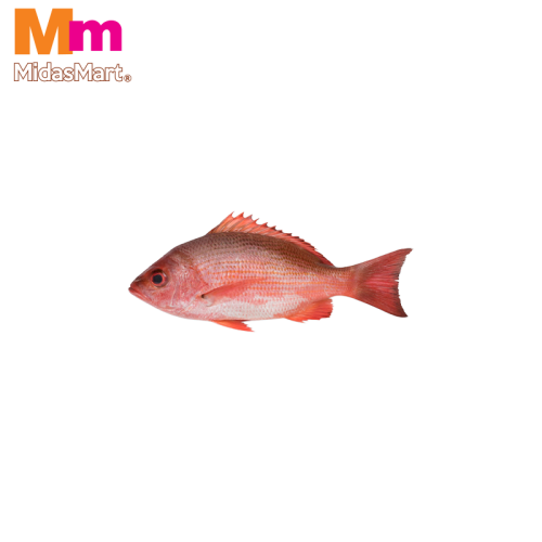 FRESH IKAN MERAH (RED SNAPPER) (400G-500G)