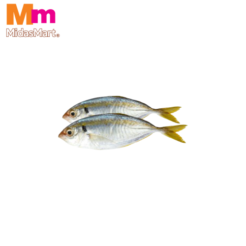 FRESH IKAN SELAR (YELLOWTAIL SCAD) (500G)