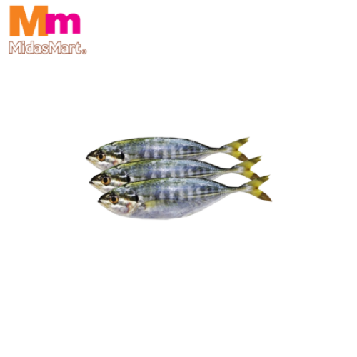 FRESH IKAN SELAR (YELLOWTAIL SCAD) (500G)