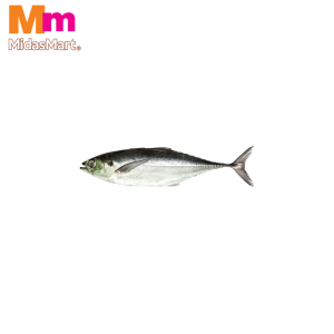 FRESH IKAN CENCARU (HARDTAIL SCAD) (500G)