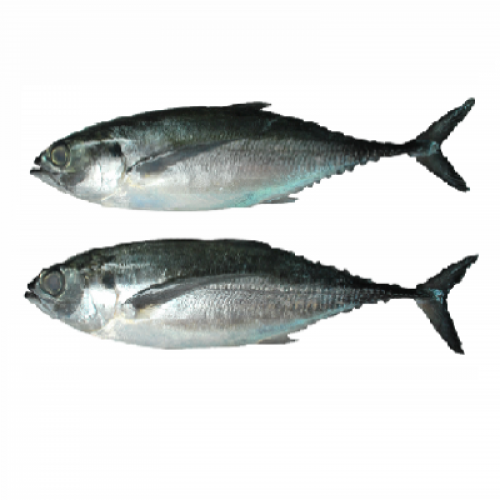 IKAN CENCARU FRESH 1X500G+/-