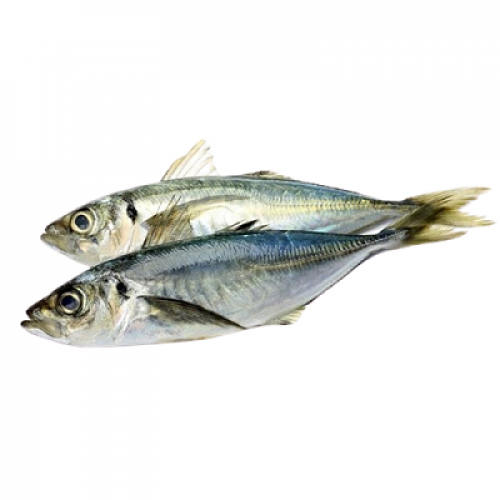 IKAN SELAYANG FRESH 1X1 PACK (500G)