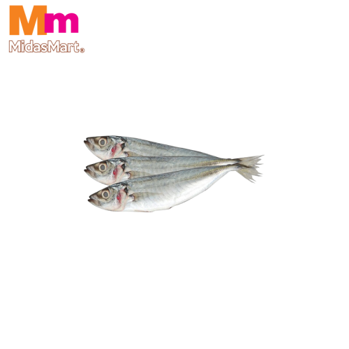 FRESH IKAN SELAYANG (ROUND SCAD) (500G)
