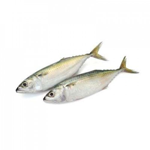 IKAN KEMBONG FRESH (MAMBONG) 1X1PACK (500G)