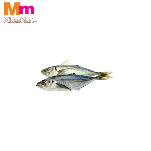 FRESH IKAN KEMBONG (INDIAN MACKEREL) (500G)