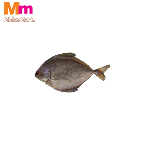 FRESH BAWAL HITAM (BLACK POMFRET) (400G-500G)