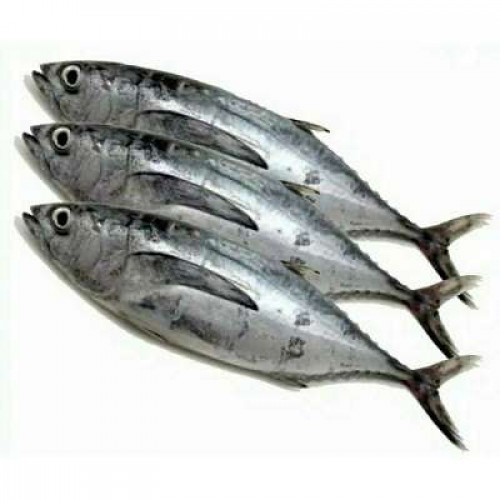 IKAN TONGKOL FRESH 1X1 EKOR (900G - 1000G)