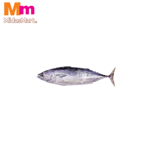 FRESH IKAN TONGKOL (TUNA/SKIPJACK) (900G-1KG)