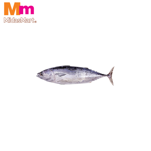 FRESH IKAN TONGKOL (TUNA/SKIPJACK) (900G-1KG)