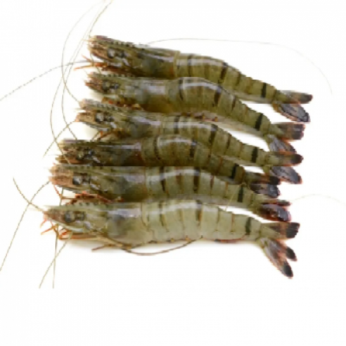 FRESH UDANG TIGER 1X1 PACK (500G)