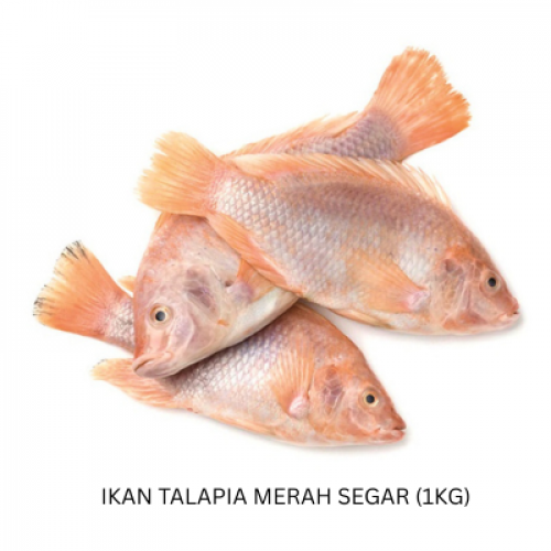 IKAN TALAPIA MERAH SEGAR (1KG)