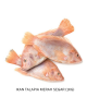 IKAN TALAPIA MERAH SEGAR (1KG)