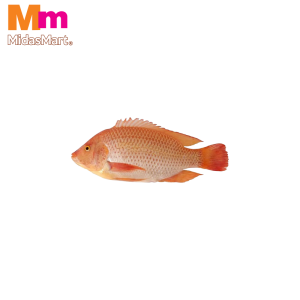 FRESH RED TALAPIA (TALAPIA MERAH) (1KG)