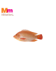 FRESH RED TALAPIA (TALAPIA MERAH) (1KG)