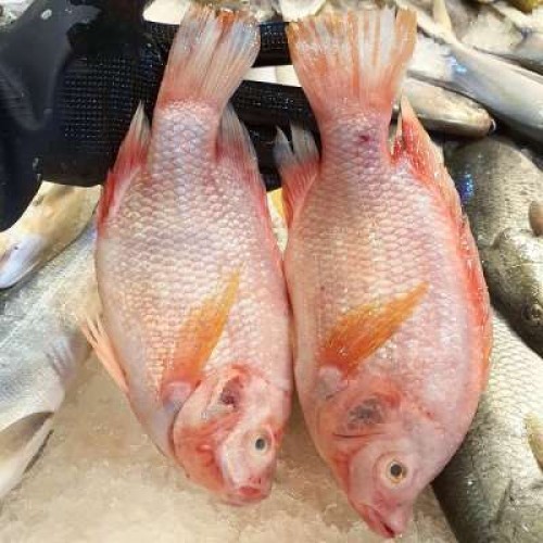 IKAN TALAPIA MERAH SEGAR (1KG)