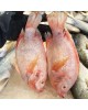 IKAN TALAPIA MERAH SEGAR (1KG)
