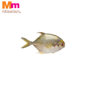 FRESH BAWAL EMAS (GOLDEN POMFRET) (400G-500G)
