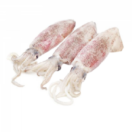 SOTONG SIZE B FRESH 1X1 PACK (500G)