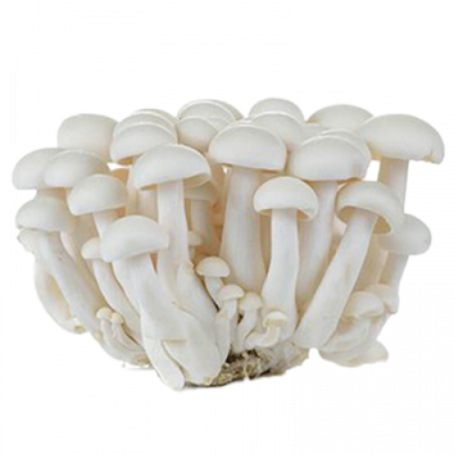 *CENDAWAN SNOW WHITE 1x150G