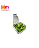 CRYSTALLINE ICEPLANT (100G+/-)