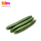 JAPANESE CUCUMBER (CLEARANCE)