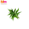 DAUN KESUM KAMPUNG (1KG)