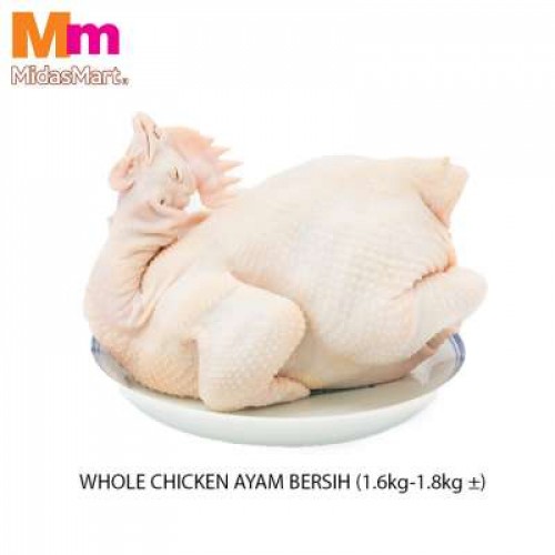 WHOLE CHICKEN AYAM BERSIH 新鲜肉鸡 (1.6-1.8KG) 1 EKOR