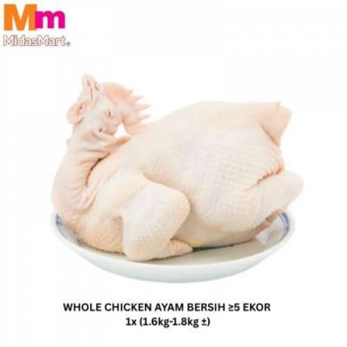 WHOLE CHICKEN AYAM BERSIH 鲜鸡(1.6-1.8KG) 5+ EKOR