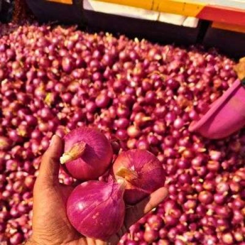 BAWANG MERAH BESAR INDIA BIG RED ONION 7KG
