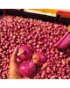 BAWANG MERAH BESAR INDIA BIG RED ONION 7KG