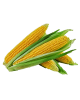 JAGUNG MANIS* 1x2PCS